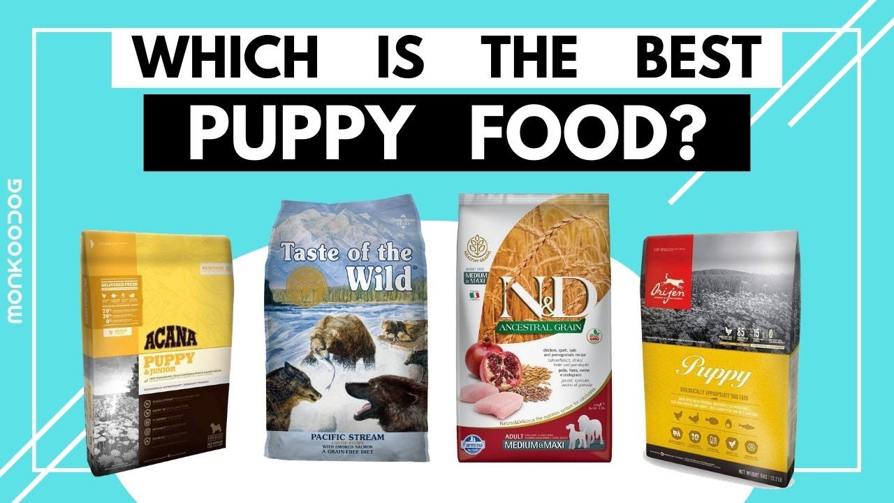 Best Puppy Food Newfoundland at Gladys Willis blog