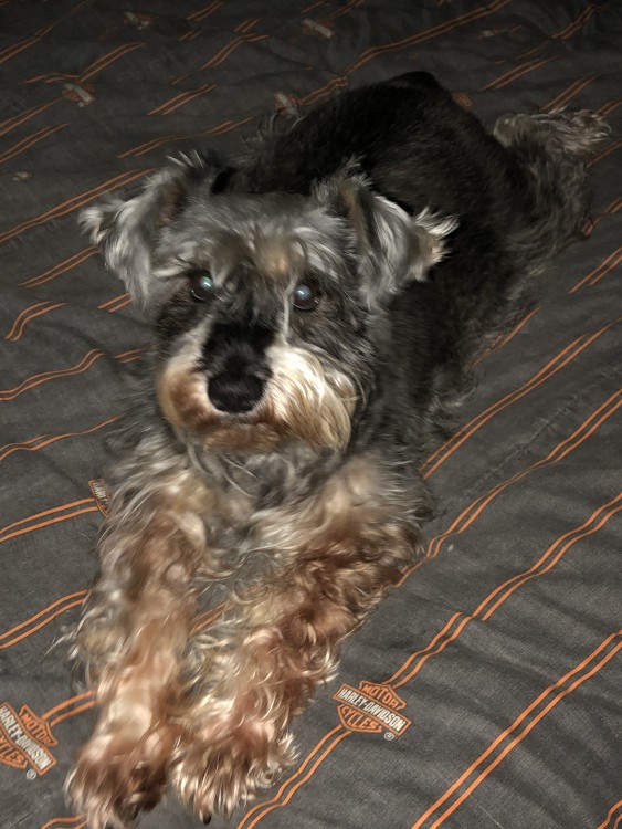 Hall’s Little Sweet Heart (Sweetie)