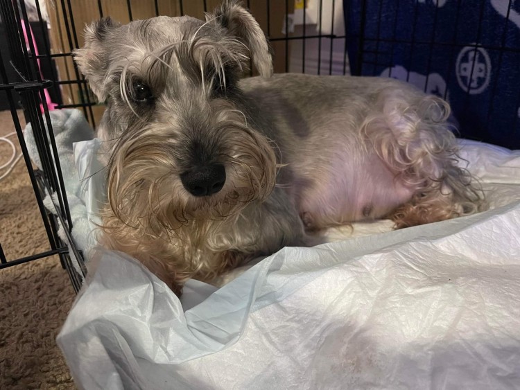 Sunshine of House of Schnauzers