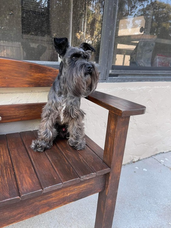 Our family stud Cairo, he's gorgeous