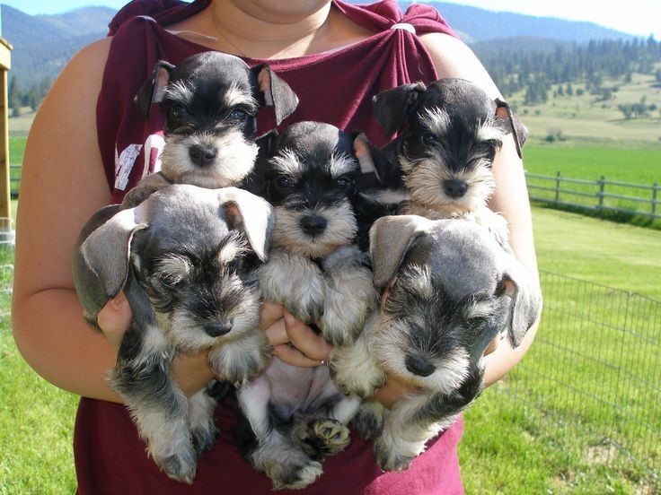 Schnauzer puppies in arms