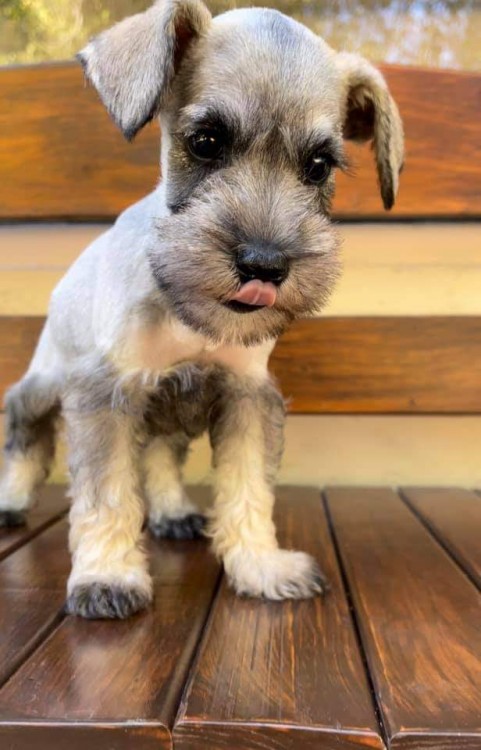 Groomed and ready to show off my new haircut