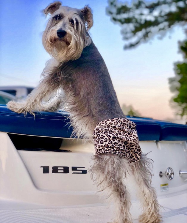 “One Schnexxy Schnauzie”